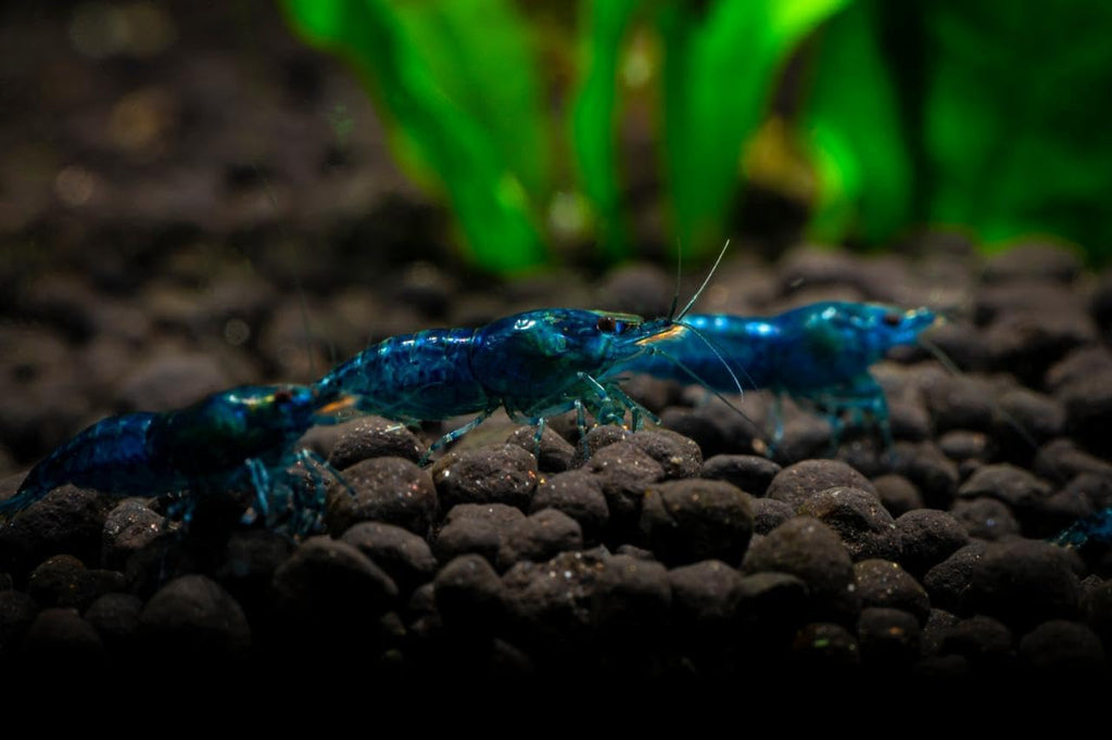 7 Orange & 7 Blue Dream & 7 Fire Red Three Mix Colors Live Shrimps Freshwater Shrimp High Grade Live Shrimps – Freshwater Shrimp Aquarium Inverts – with Live Arrival Guarantee (Pack of 21+)