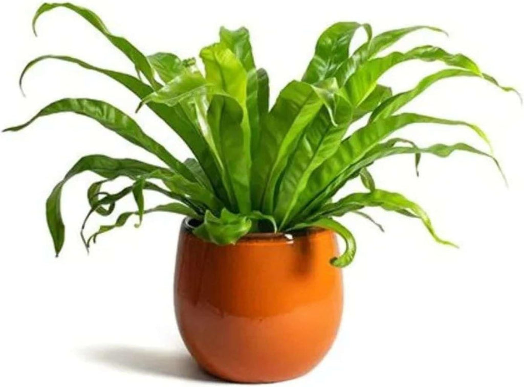 Fern Bird's Nest Hurricane Live Plant for Indoor | Different Houseplants in 4'' & 6'' Pot | Real House Plant for Living Room, Office, Desk & Bathroom | Twisted Asplenium Antiquum