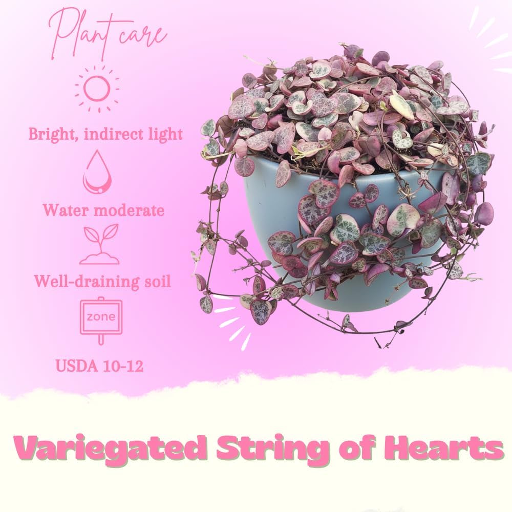 Variegated String of Hearts Plant Live, Succulent Trailing Vine from 4 to 7 inches in Height, 4 inch Pot for Indoor Planting