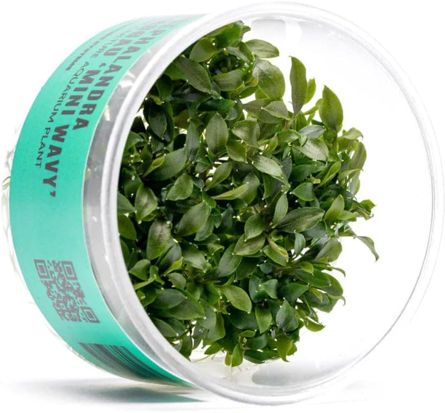 UNS Snail Free TC Bucephalandra Sanggau Mini Wavy (Bucephalandra sp. 'Sanggau Mini Wavy') - Low to Medium Light, Dark Green Accent, Foreground Tank Placement - Tissue Culture, 1 Pack