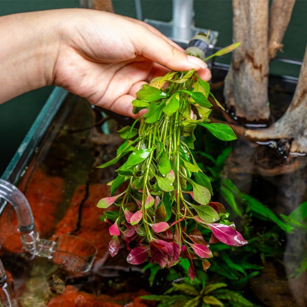 SubstrateSource Live Plant - Ludwigia Ovalis - Easy Care, Moderate to High Light, Green to Orange Accent, Freshwater Aquatic Plant for Aquascaping - Lead Bunch