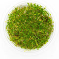 SubstrateSource Live Plant - Glossostigma elatinoides - Foreground Carpeting Plant with Bright Green Leaves, Snail-Free in Vitro Aquarium Plant - Tissue Culture