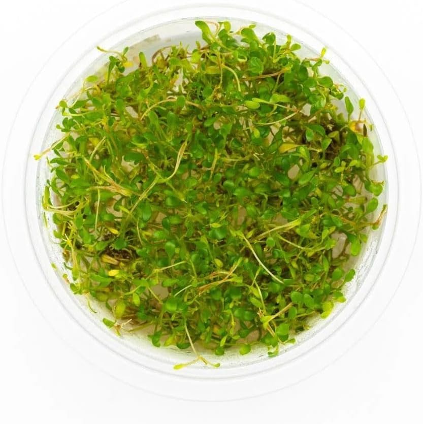 SubstrateSource Live Plant - Glossostigma elatinoides - Foreground Carpeting Plant with Bright Green Leaves, Snail-Free in Vitro Aquarium Plant - Tissue Culture