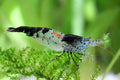 Las Vegas Exotic Fish™ Neocaridina Shrimp Live Freshwater Shrimp Aquarium Inverts (Live Guarantee or Replacemnt is Free) (Carbon Rili, 20)