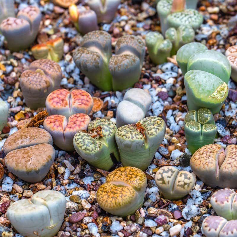 20 Large Lithops Live Plants Mix, Colorful Lithops Succulents Plants Live, Rocks Living Stones Succulent Plants Live