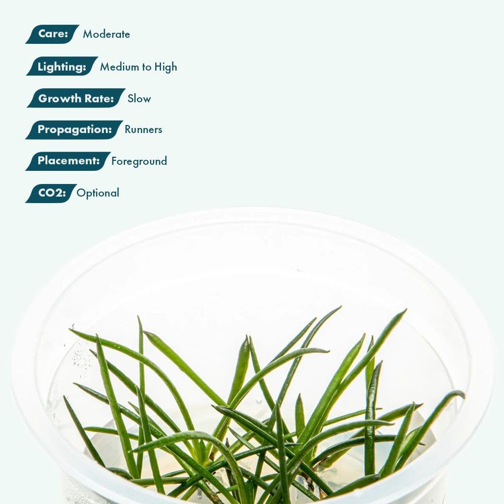 SubstrateSource Live Plant - Shoreweed (Littorella uniflora) - Foreground Rosette, Snail-Free in Vitro Aquarium Plant - Tissue Culture
