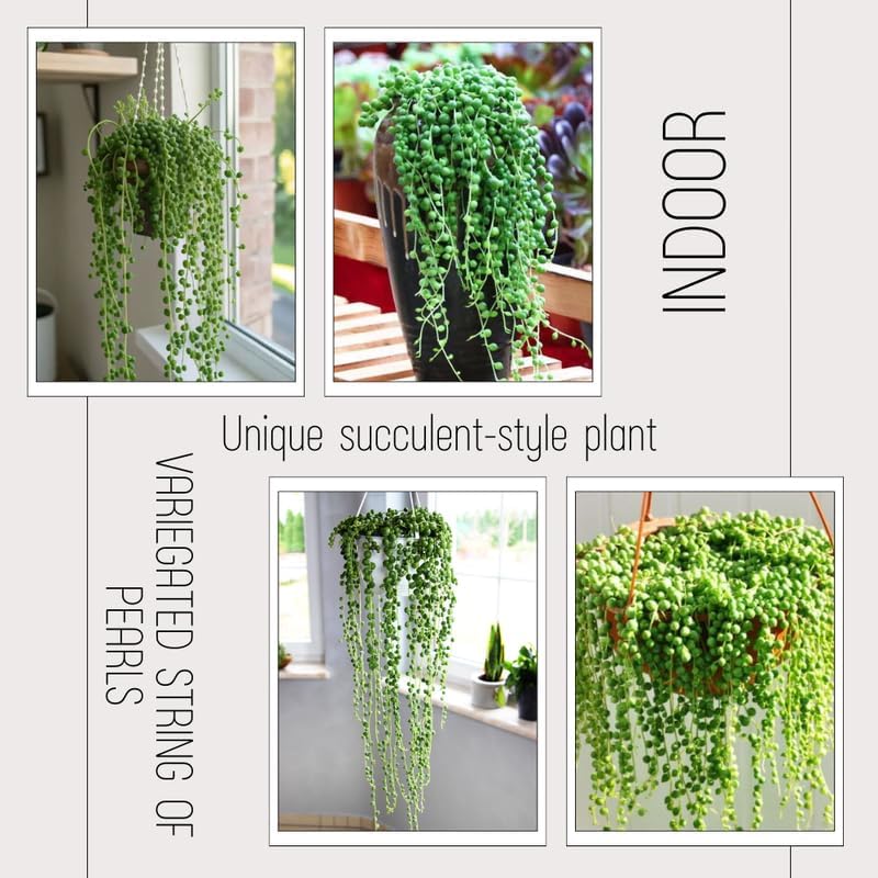 String of Pearls Live Plant, Rare Succulent Houseplant Indoor Home Decoration