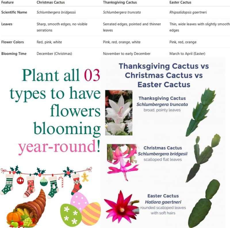 Christmas Cactus Plants Live, Thanksgiving Cactus Easter Cactus Like, 4-8 Inc Tall, Cold Hardy, Holiday Cactus for Indoor Outdoor Planting, Starter Size (Pink)