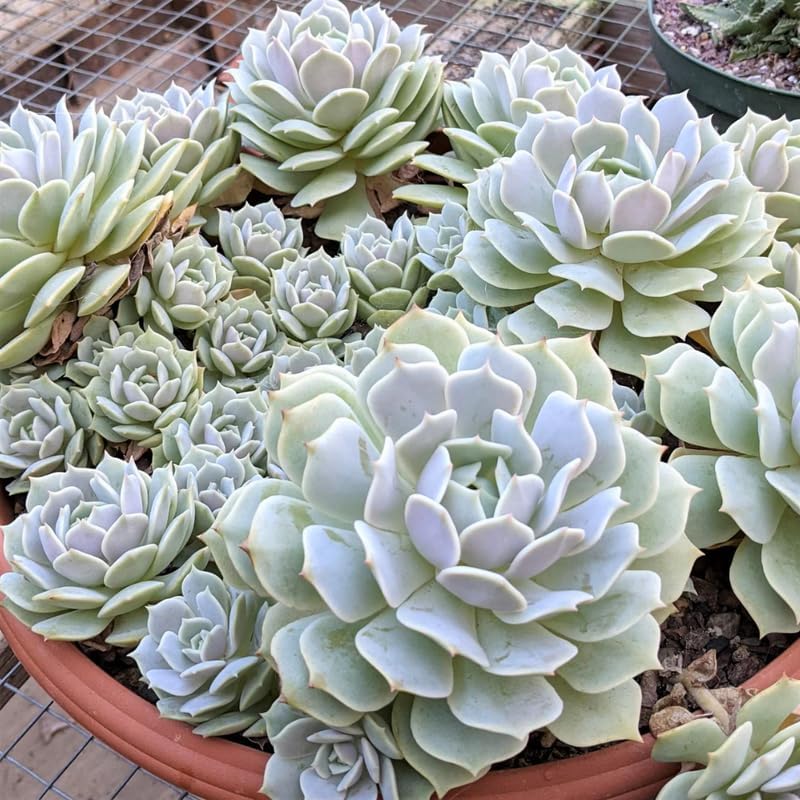 Echeveria Succulents Live Plants for Planting, Live Echeveria Succulents, Live Echeveria Plant, Live Echeveria Succulents, Echeveria Succulents 4 Inch