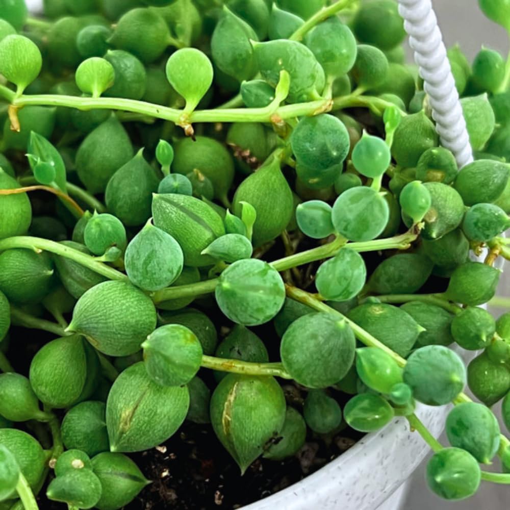 String of Pearls Plant in 4 Inch Pot, Live Succulent Vine, Houseplant, String of Pearls Live Plant for Home Decoration