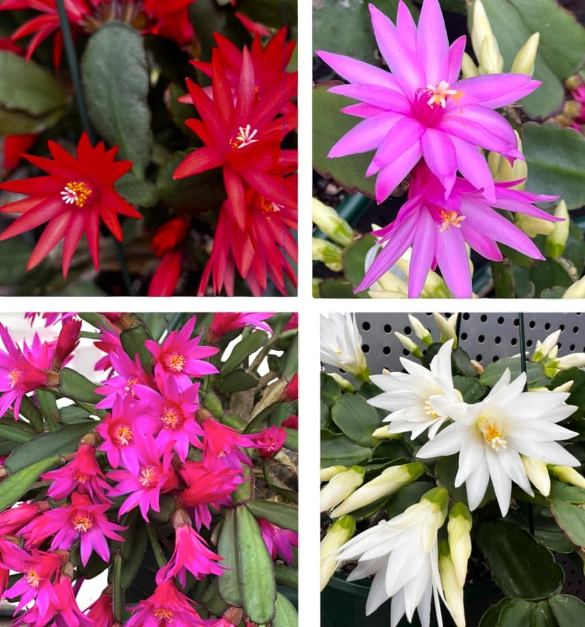 Assorted Easter Cactus Plant Assorted Spring Cactus Rhipsalidopsis Flowers Plant, Holiday Cactus Live Plant 4-6 Inch Tall