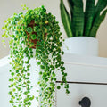 String of Turtles Live Plant, in Pot, Trailing Succulent Plant, Hanging Vine Live Indoor Houseplant