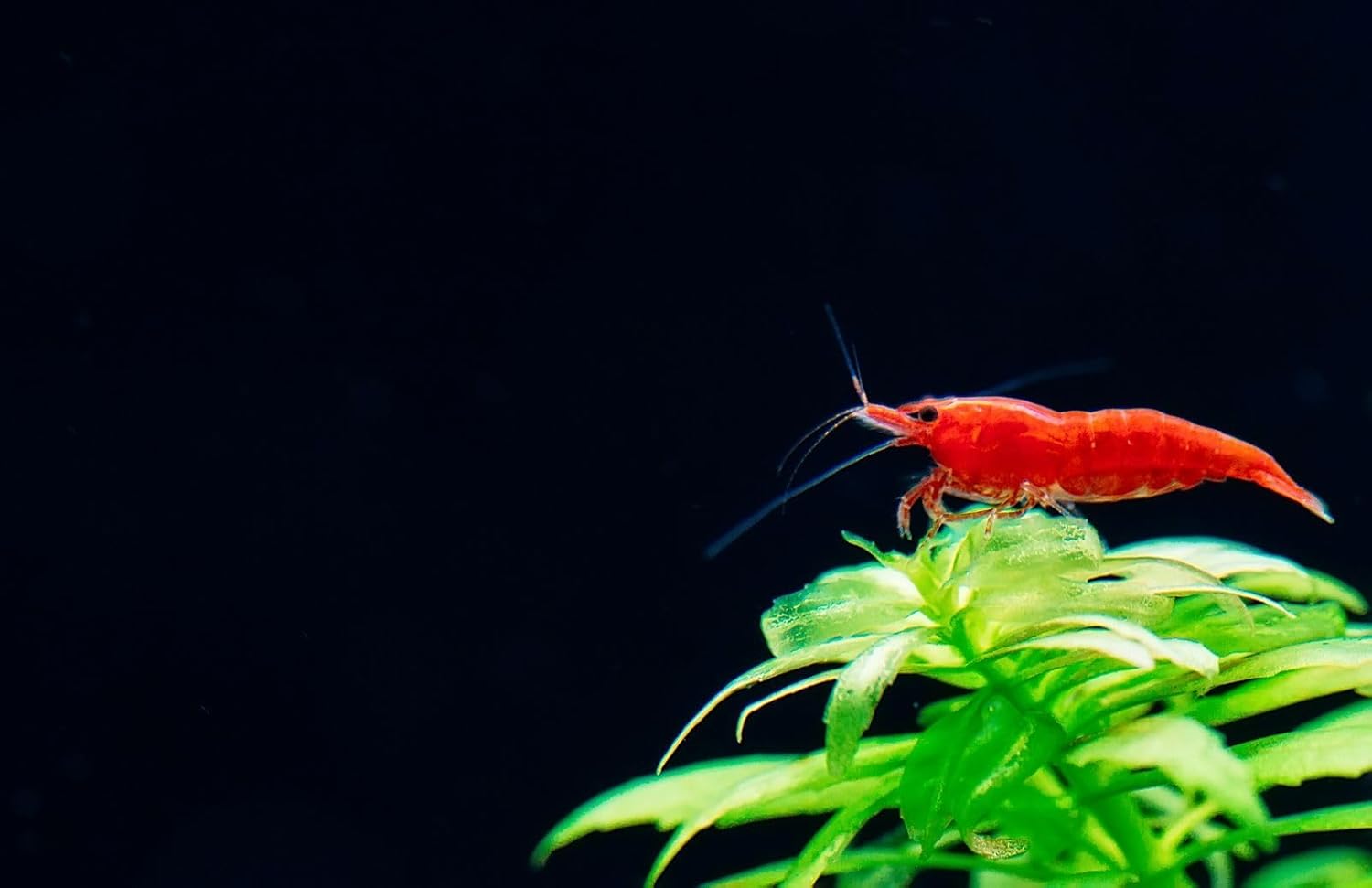 was High Grade Fire Red Cherry Shrimps Neocaridina Live Freshwater Shrimp Aquarium Inverts High-Grade Cherry Neocaridina Live Arrive Gurrentee (Pack of 10)