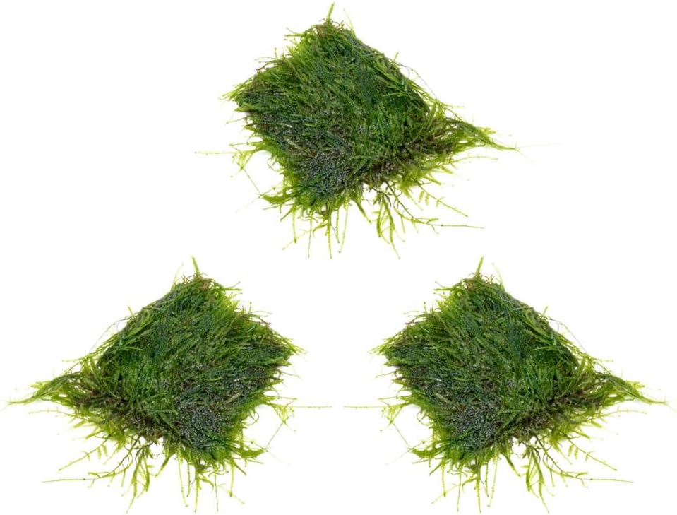 SubstrateSource Live Aquarium Plants on Driftwood, Lava Rock, Moss, Fiber Mat - Freshwater Fish Tanks - Easy, Beginner Friendly (Java Moss on Stainless Steel, (3 Pack))