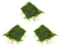 SubstrateSource Live Aquarium Plants on Driftwood, Lava Rock, Moss, Fiber Mat - Freshwater Fish Tanks - Easy, Beginner Friendly (Java Moss on Stainless Steel, (3 Pack))