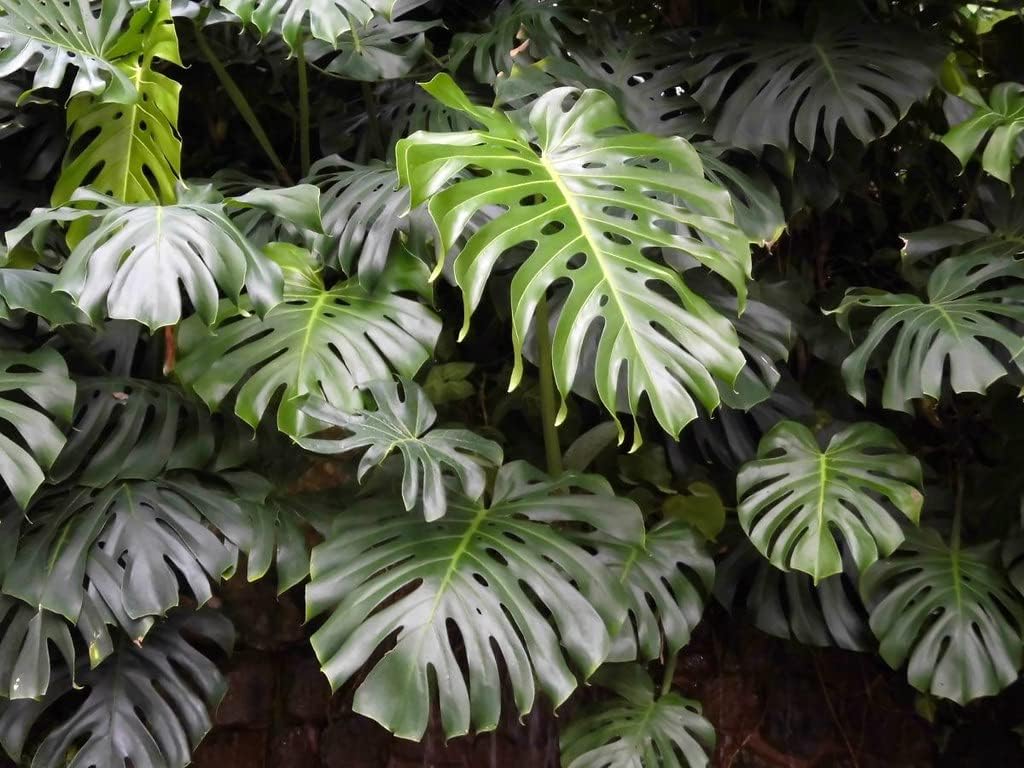 Premium Monstera Borsigiana Potting Mix - Retains Moisture and Promotes Root Growth by Gardenera - 5 Quart