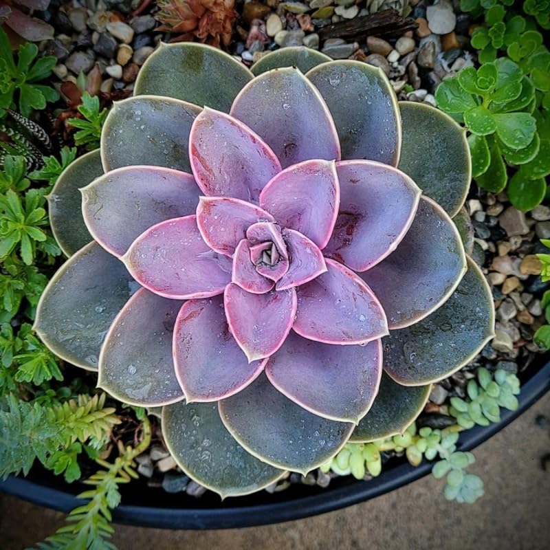 Echeveria Succulents Live Plants for Planting, Live Echeveria Succulents, Live Echeveria Plant, Live Echeveria Succulents, Echeveria Purple 2 Inch