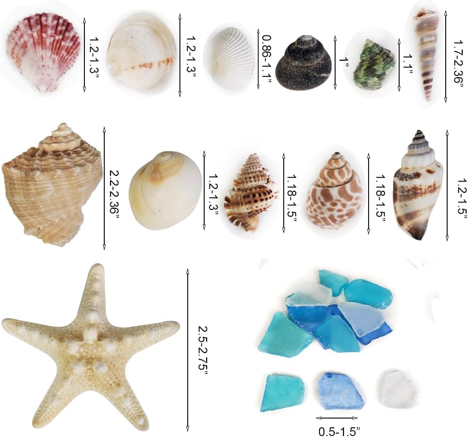 Natural Mixed Seashells Conch Starfish Sea Glass 1-2.8 Inch,16.5 OZ Bulk Ocean Beach Theme Party Decor for Coastal Crafts,Resin Arts, Aquarium Decor,Wedding Table Shells,Nautical Home Vase Fillers
