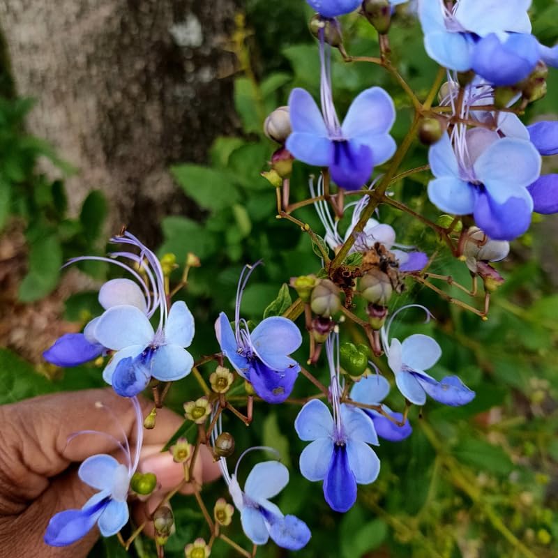 Blue Butterfly Clerodendrum Plants Live, Trailing Light Bulb Flowering Vine, 4-8 Inch Tall, Ready to Plant Outdoor