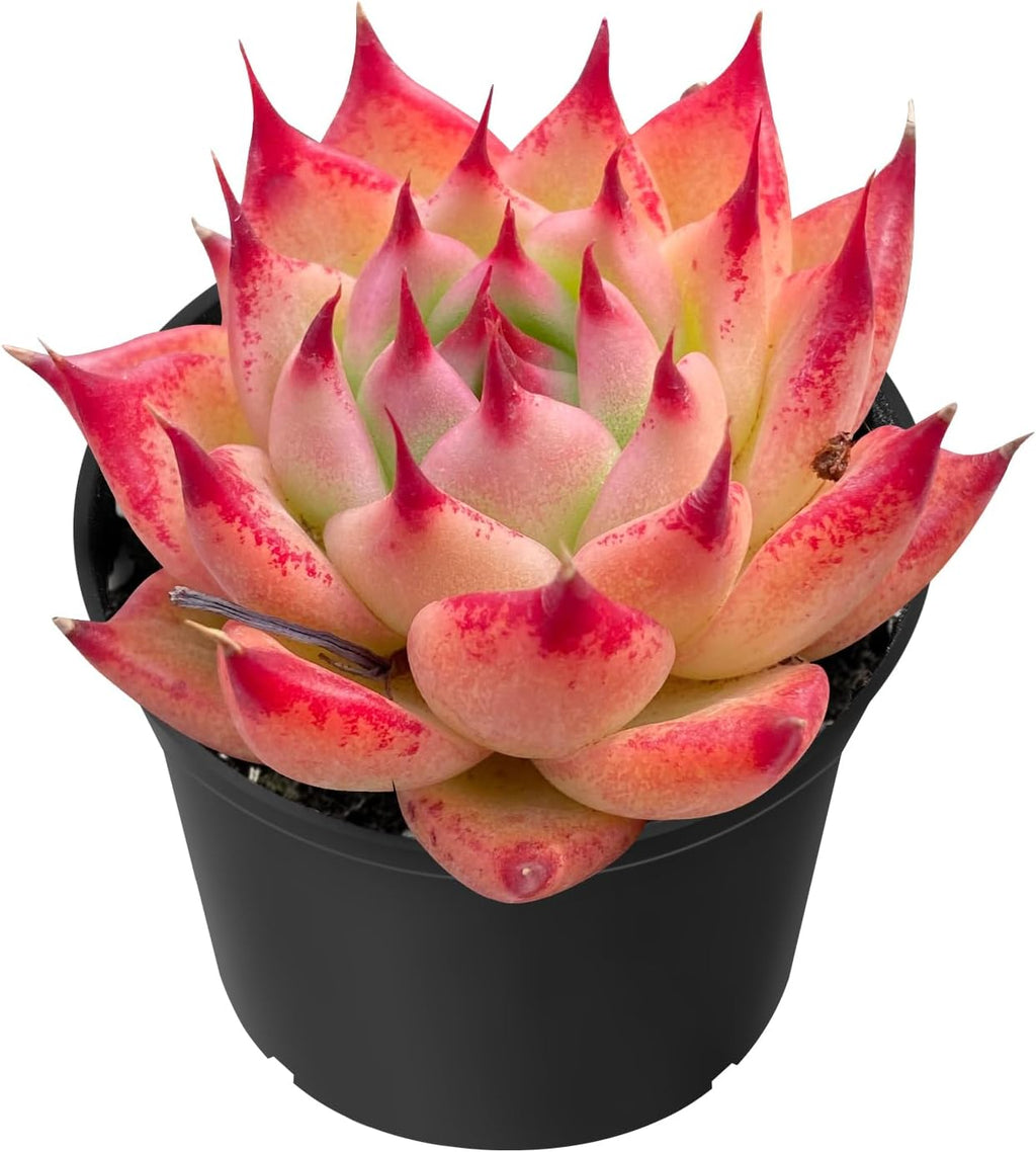 Sprout N Green Echeveria Toscannelly, Live Succulent Plant Fully Rooted in 2" Pots with Soil Mix, Real Houseplant for Indoor Outdoor Home Office Wedding Decoration Party Favor
