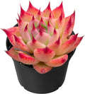 Sprout N Green Echeveria Toscannelly, Live Succulent Plant Fully Rooted in 2" Pots with Soil Mix, Real Houseplant for Indoor Outdoor Home Office Wedding Decoration Party Favor