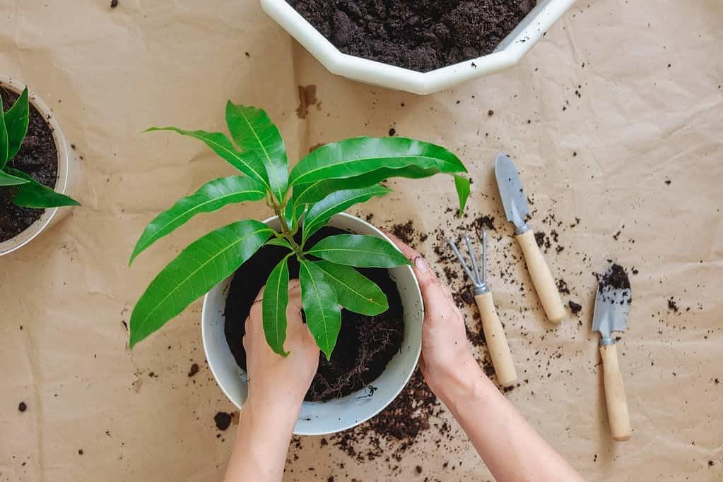 Gardenera Mango Tree Potting Mix - Promote Strong Roots and Bountiful Yields with Our Premium Blend - 4 Quart