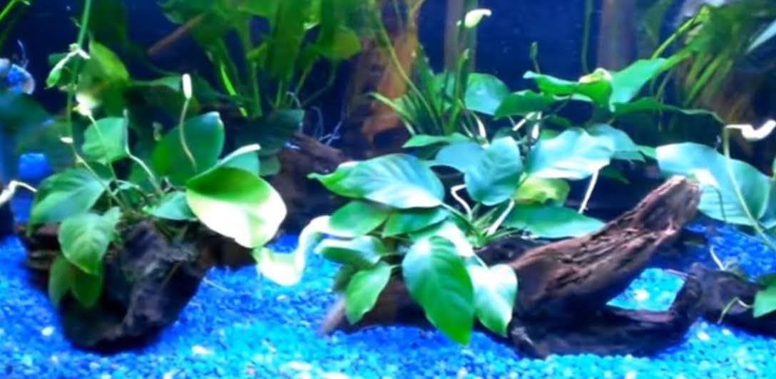 Anubias Nana + Minima Live Aquarium Plants on Driftwood for Freshwater Fish Tank by greenpro