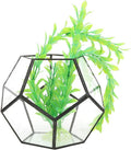 Black Geometric Glass Terrarium Planter Pentagon Flower Pot Glass Terrarium Container for Succulents Fern Air Plants Mini Tabletop Decor Centerpiece