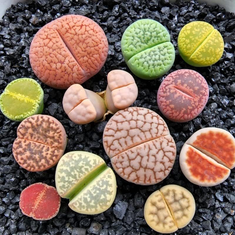 Succulent Lithops Live Plants, 20 Mixed Lithops Living Stones Succulents Planting, Ornament Flower Pot Planting Garden Gift