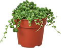 Succulent String of Pearls Live Plant for Indoor | Different Houseplants in 4'' & 6'' Pot | Real House Plant for Living Room, Office, Desk & Bathroom | Senecio rowleyanus