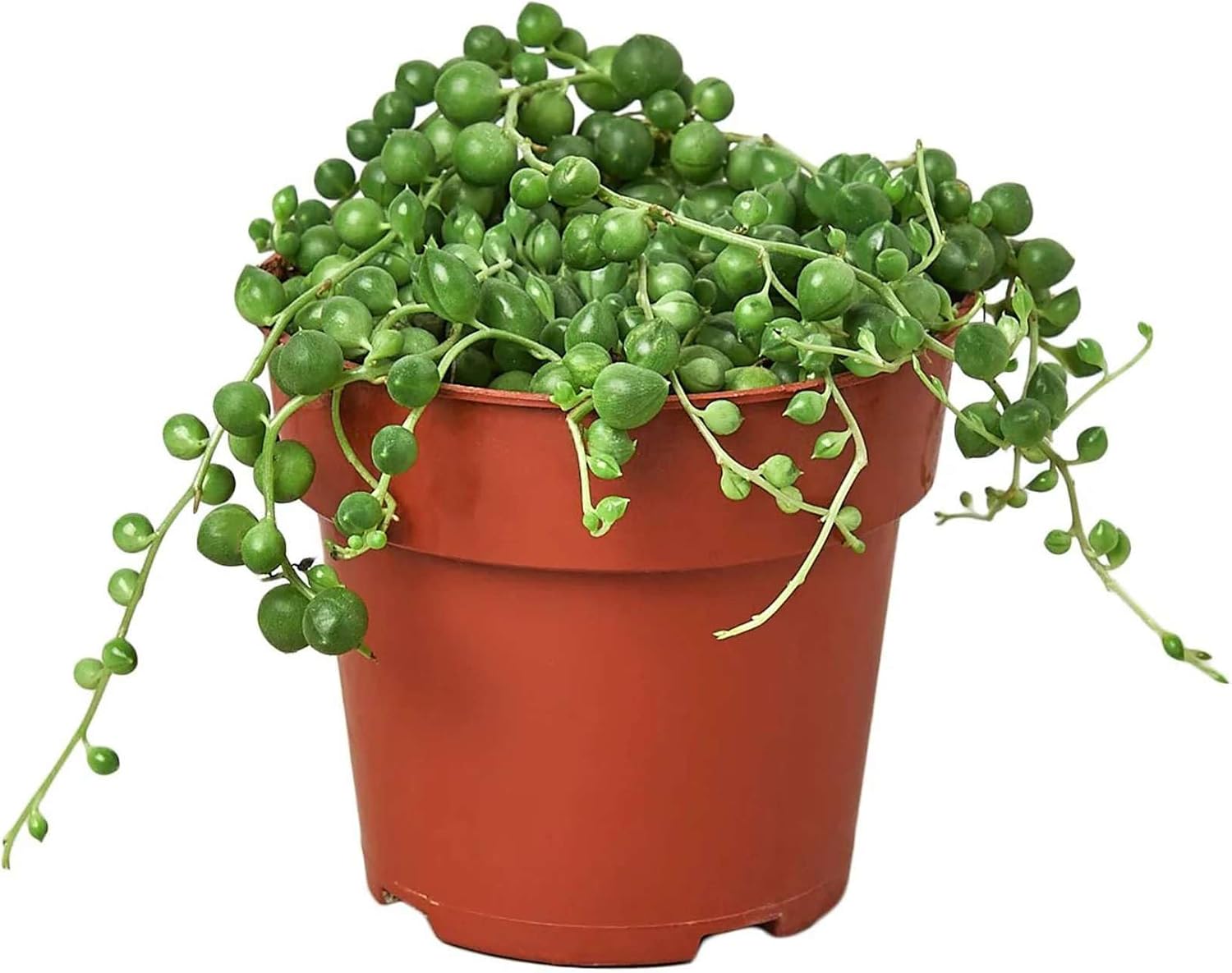 Succulent String of Pearls Live Plant for Indoor | Different Houseplants in 4'' & 6'' Pot | Real House Plant for Living Room, Office, Desk & Bathroom | Senecio rowleyanus