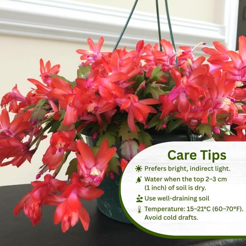 Set 2 Christmas Cactus Plants Live, Hanging Baskets Houseplants, Holiday Cactus Indoor Plants Live Well-Rooted 4-9" Tall, No Pot (Red)