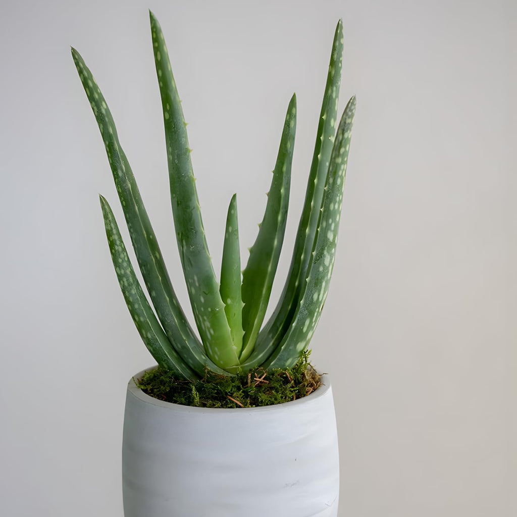 Live Aloe Vera Plant Succulent Trees | Aloe Vera Chinensis in Size 2 Pot | Suitable for Indoor or Outdoor Garden | Easy-Growing Aloe Vera Pen Plant Ideal for Home Décor