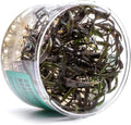 UNS Snail Free TC Crypt Nurii (Cryptocoryne nurii) - Low Light, Green-Pink-Bronze Accent, Midground Placement for Aquascaping - Rosette Growth - Tissue Culture, Small, 1 Pack
