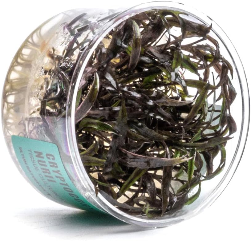 UNS Snail Free TC Crypt Nurii (Cryptocoryne nurii) - Low Light, Green-Pink-Bronze Accent, Midground Placement for Aquascaping - Rosette Growth - Tissue Culture, Small, 1 Pack