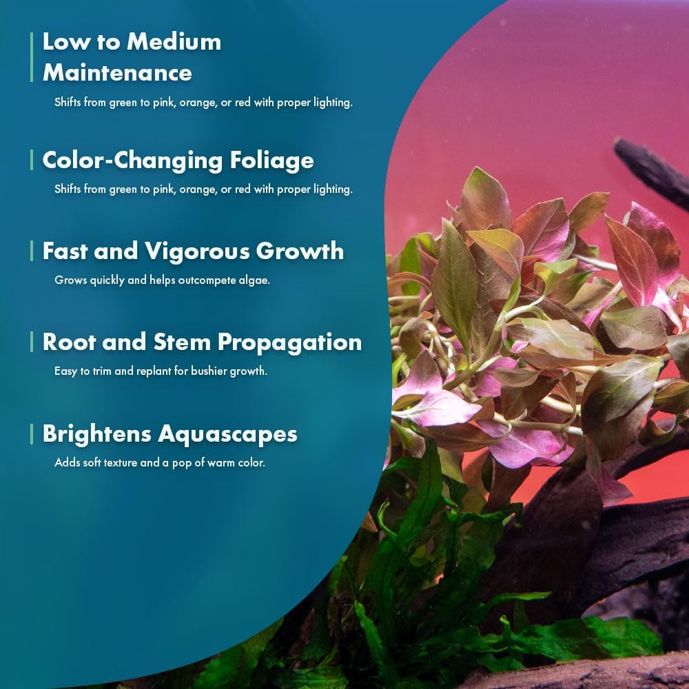SubstrateSource Live Plants – Ludwigia Ovalis – Moderate to High Light, Green to Orange, Midground Accent – Lead Bunch, 4 Pack