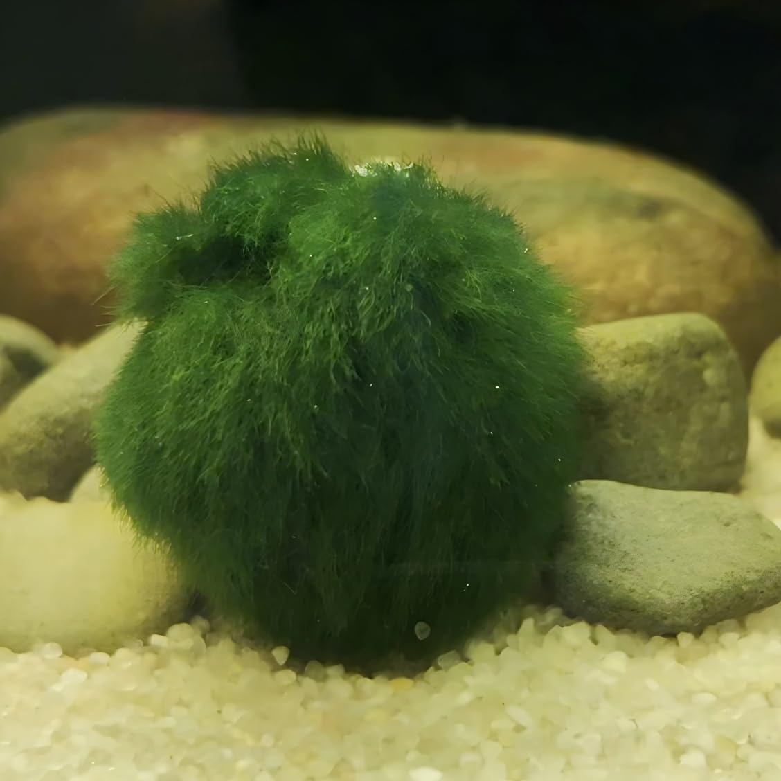 5 Large Live Moss Pebbles Balls for Aquariums - Decorative Green Algae Spheres for Enhanced Aquarium Aesthetics 1.3''-1.5'' (8)