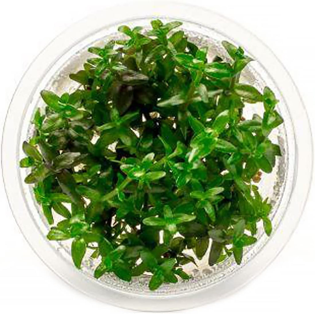 SubstrateSource Live Plant - Bacopa Caroliniana Red Tissue Culture Aquatic Live Aquarium Plant - 100% Snail Free in Vitro Cup (Bacopa Caroliniana Red)
