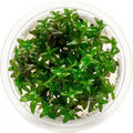 SubstrateSource Live Plant - Bacopa Caroliniana Red Tissue Culture Aquatic Live Aquarium Plant - 100% Snail Free in Vitro Cup (Bacopa Caroliniana Red)