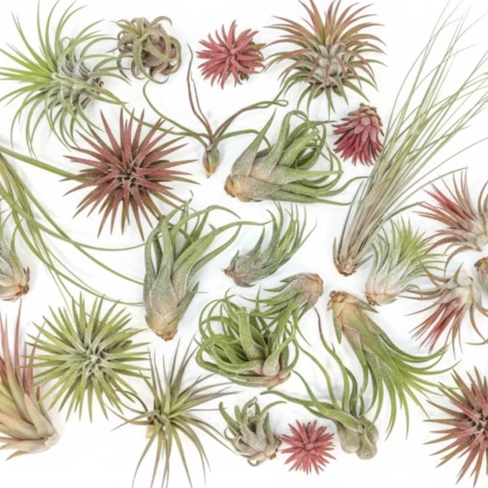 12 Tillandsia Air Plants, Live Succulents Indoor Plants, Assorted Airplants Variety for Decoration, Terrariums, and Office