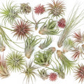 12 Tillandsia Air Plants, Live Succulents Indoor Plants, Assorted Airplants Variety for Decoration, Terrariums, and Office