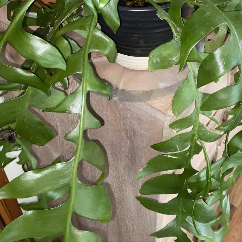 Fishbone Cactus Live Plant in 3" Pot | Eye-Catching RIC Rac Foliage | Beginner-Friendly Indoor Houseplant for Modern Home and Office Décor