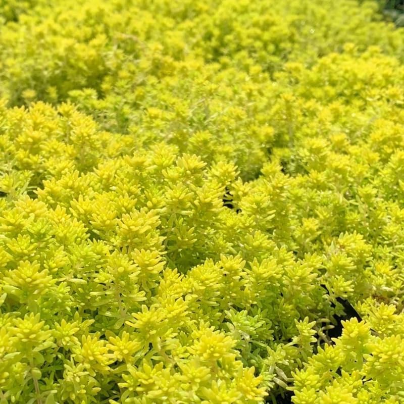 Yellow Sedum Plant, Stonecrop Rare Succulent, Sedum Succulents Plants Live in 2" Pot