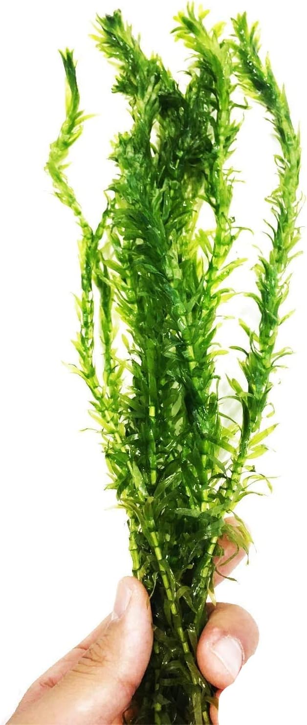 Anacharis | Elodea Densa Imported from Grower Live Aquarium Plant Stems Decorations BUY2GET1FREE