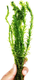 Anacharis | Elodea Densa Imported from Grower Live Aquarium Plant Stems Decorations BUY2GET1FREE