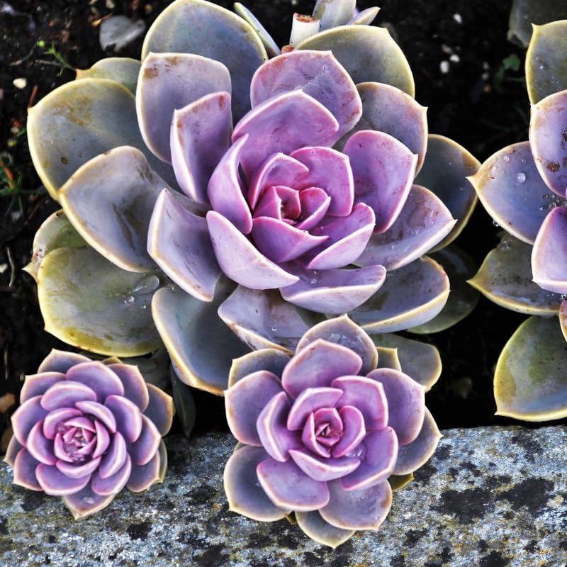 Echeveria Succulents Live Plants for Planting, Live Echeveria Succulents, Live Echeveria Plant, Live Echeveria Succulents, Echeveria Purple 2 Inch