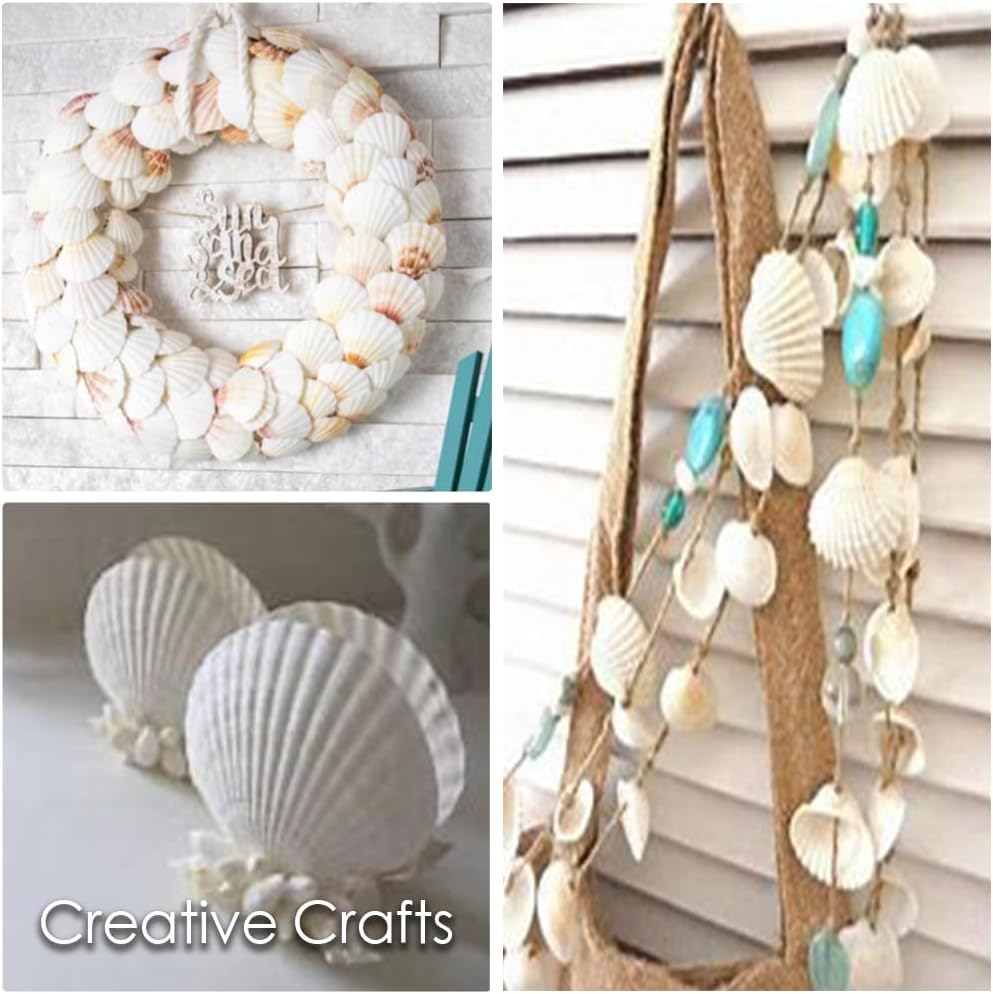 Large White Natural Scallop Seashells 2-3 Inch 12 Pack Decorative Sea Shells for DIY Painting Projects,Coastal Crafts,Beach Theme Decor,Wedding Centerpieces, Aquarium Decorations,Vase Fillers