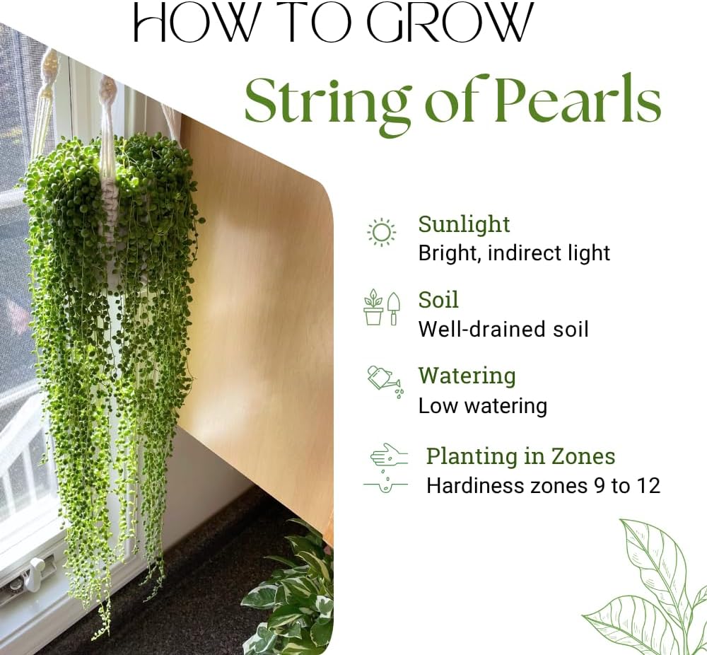 String of Pearls Plant Live, String of Pearls Succulent Plant, Trailing Succulent Houseplant for Hanging Basket, 2 Inches Pot