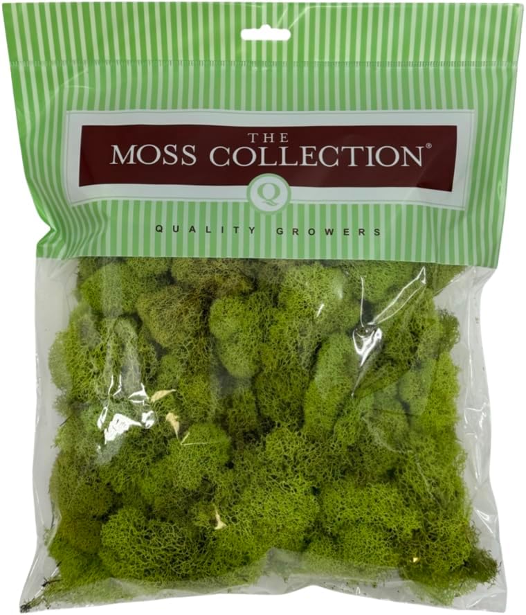 Preserved Reindeer Moss - Premium Decorative Moss for Crafts, Home Décor, Art, Design & DIY Projects - Real Moss - Non-Toxic, USA-Made (Chartreuse, Medium)