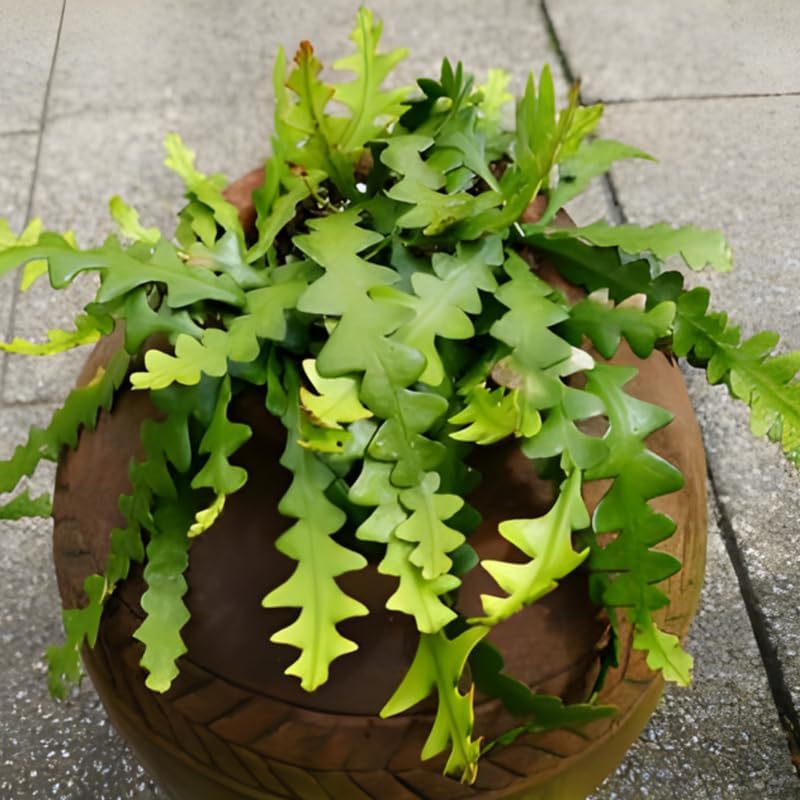 RIC Rac Cactus Live Plant in 3" Inch Pot | Distinctive Fishbone-Shaped Trailing Foliage | Low-Maintenance Indoor Cactus for Shelves and Hanging Displays